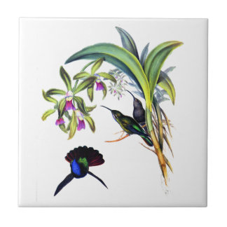 Azulejo De Cerámica Hermosos colibríes y orquídeas moradas