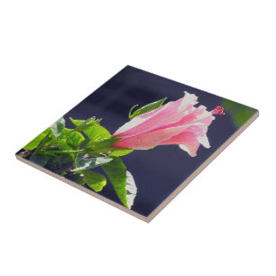 Azulejo De Cerámica Hibiscus en la luz del sol brillante