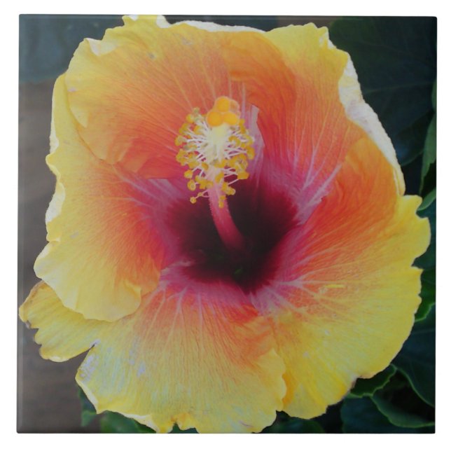 Azulejo De Cerámica Hibiscus Flower Tile (Frente)