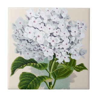 Azulejo De Cerámica Hidrangea blanca Ilustraciones botánicos de cosech