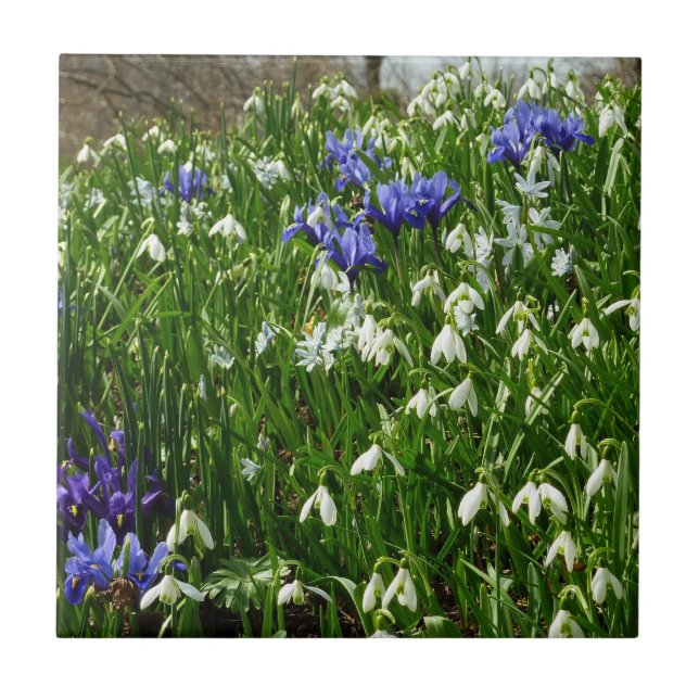 Azulejo De Cerámica Hillside of Early Spring Flowers Landscape (Frente)