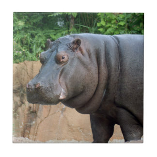 Azulejo De Cerámica hippo-6