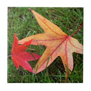 Azulejo De Cerámica Hoja de arce de colores vivos