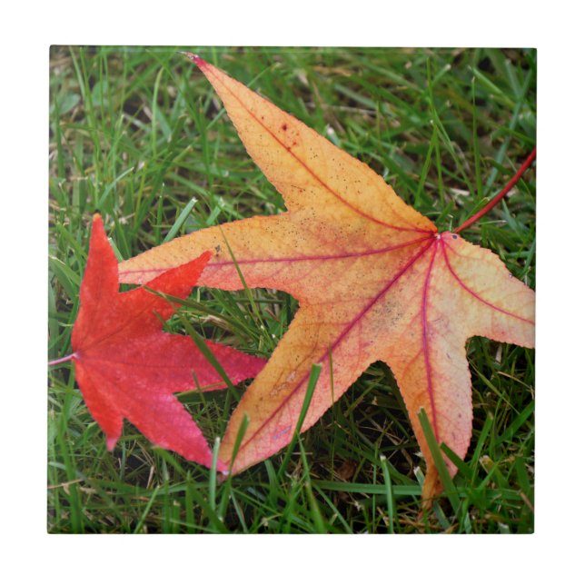 Azulejo De Cerámica Hoja de arce de colores vivos (Frente)