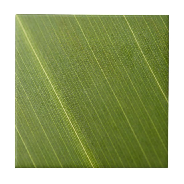 Azulejo De Cerámica Hoja de palmera (Frente)