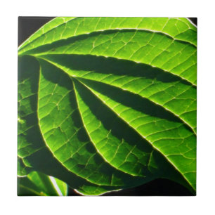 Azulejo De Cerámica Hoja verde de Guay