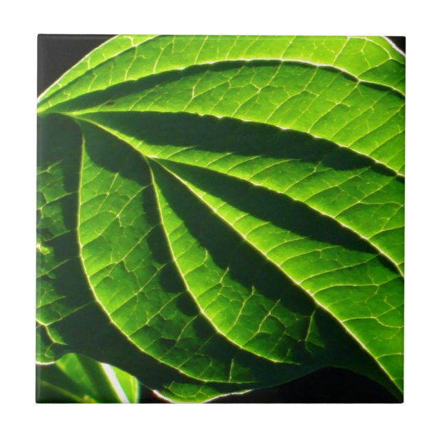 Azulejo De Cerámica Hoja verde de Guay (Frente)