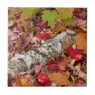 Azulejo De Cerámica Hojas de arce de otoño cubren corteza de abedul en