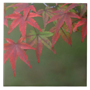 Azulejo De Cerámica Hojas de arce, Katsura, Kyoto, Japón