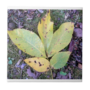 Azulejo De Cerámica Hojas de otoño, mosaico cerámico