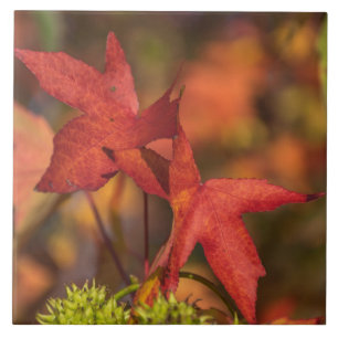 Azulejo De Cerámica Hojas de otoño rojas vista cerámica