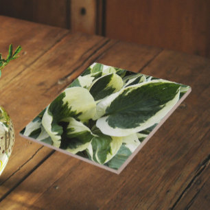 Azulejo De Cerámica Hojas de Planta de Hosta Floral