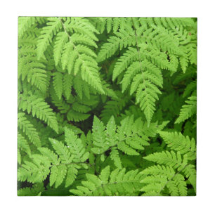 Azulejo De Cerámica Hojas hermosas del helecho