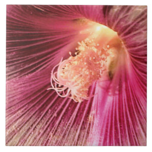 Azulejo De Cerámica Holly Hock en el sol de la noche