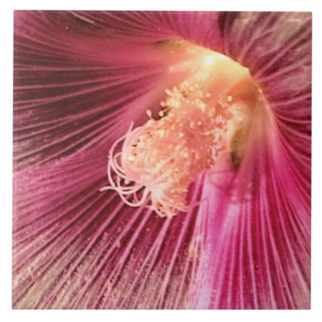 Azulejo De Cerámica Holly Hock en el sol de la noche (Frente)