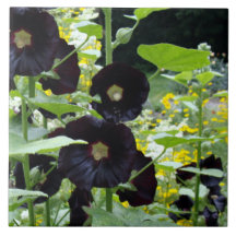 Hollyhocks negro