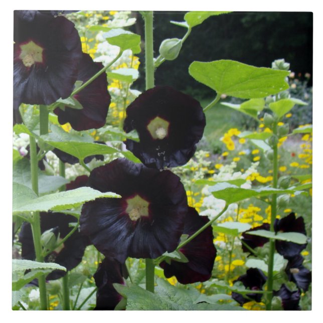 Azulejo De Cerámica Hollyhocks negro (Frente)