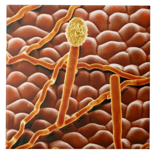 Azulejo De Cerámica Hongo del moho polvoriento en Poinsettia (Frente)