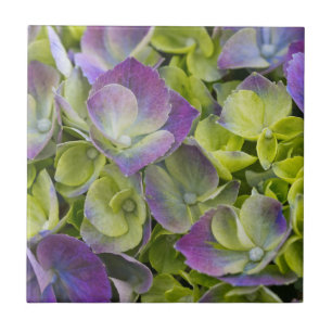 Azulejo De Cerámica Hortensia del Jardín Keukenhof