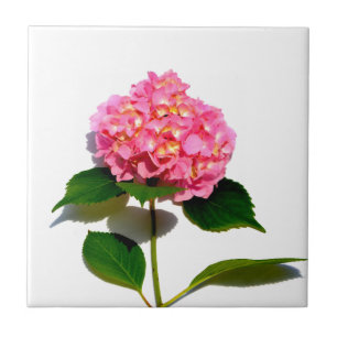 Azulejo De Cerámica Hortensia rosa floral rosa flor