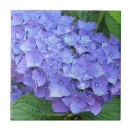 Azulejo De Cerámica Hortensias Moradas Elegantes
