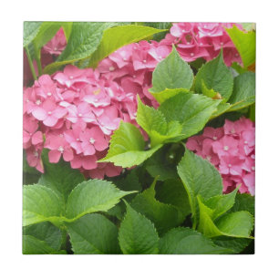 Azulejo De Cerámica Hortensias Rosa Profundo