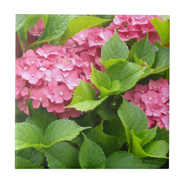 Azulejo De Cerámica Hortensias Rosa Profundo (Frente)