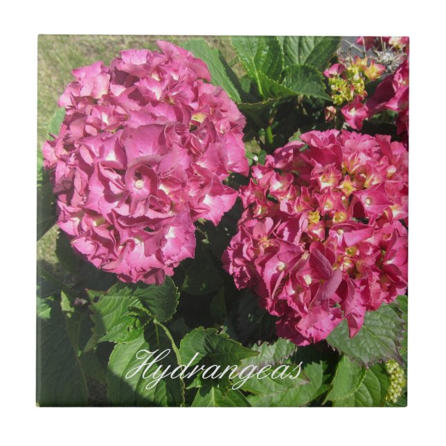 Azulejo De Cerámica Hortensias rosadas (Frente)