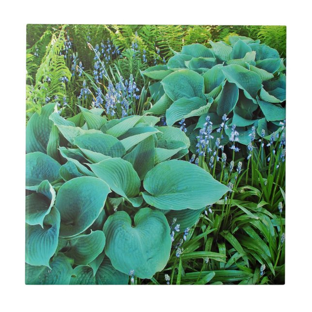 Azulejo De Cerámica Hosta verde y jardín de plantas de helechos (Frente)