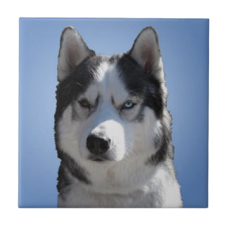 Azulejo De Cerámica Husky Dog Art Ceramic Tile Malamute Wolf Eyes Rega