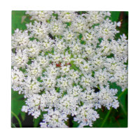 Hydrangea blanco del cordón