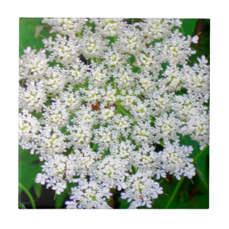 Azulejo De Cerámica Hydrangea blanco del cordón