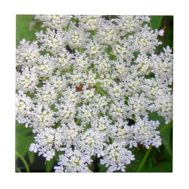 Azulejo De Cerámica Hydrangea blanco del cordón (Frente)
