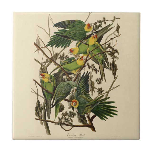 Azulejo De Cerámica Ilustracion Audubon Carolina Parrot Bird (Frente)