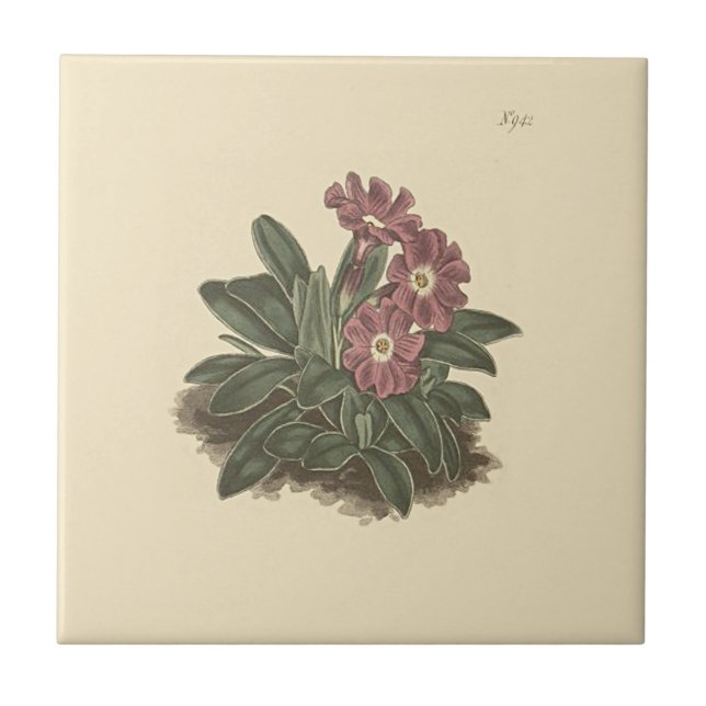 Azulejo De Cerámica Ilustracion botánico completo de la rosa de primog (Frente)