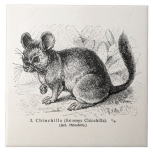 Azulejo De Cerámica Ilustracion de las chinchillas de la chinchilla de
