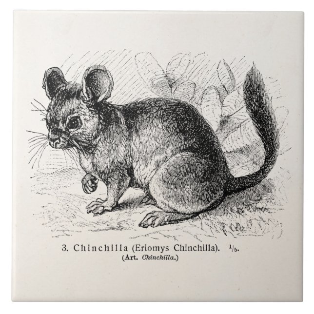 Azulejo De Cerámica Ilustracion de las chinchillas de la chinchilla de (Frente)