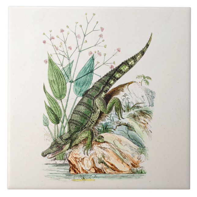 Azulejo De Cerámica Ilustracion del cocodrilo del cocodrilo de los (Frente)
