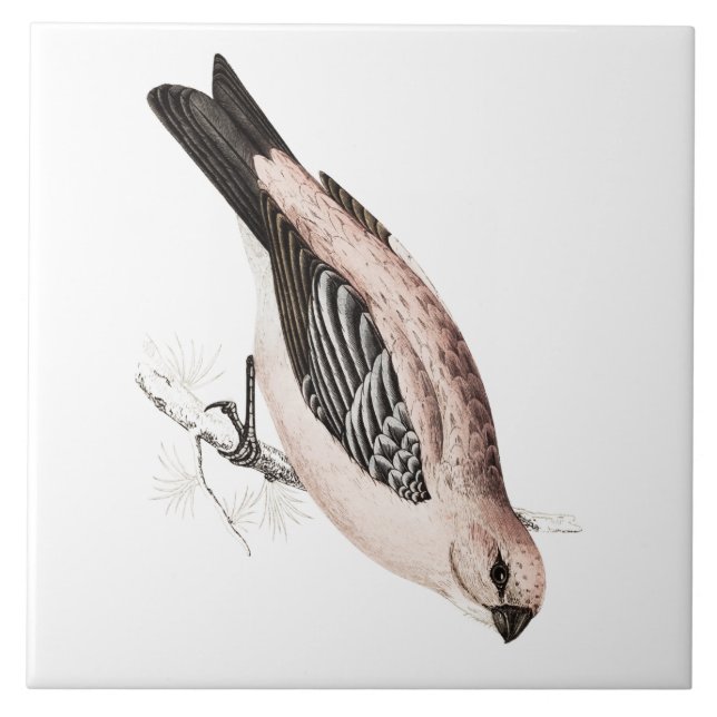 Azulejo De Cerámica Ilustracion del pájaro de la canción de Grossbeak (Frente)
