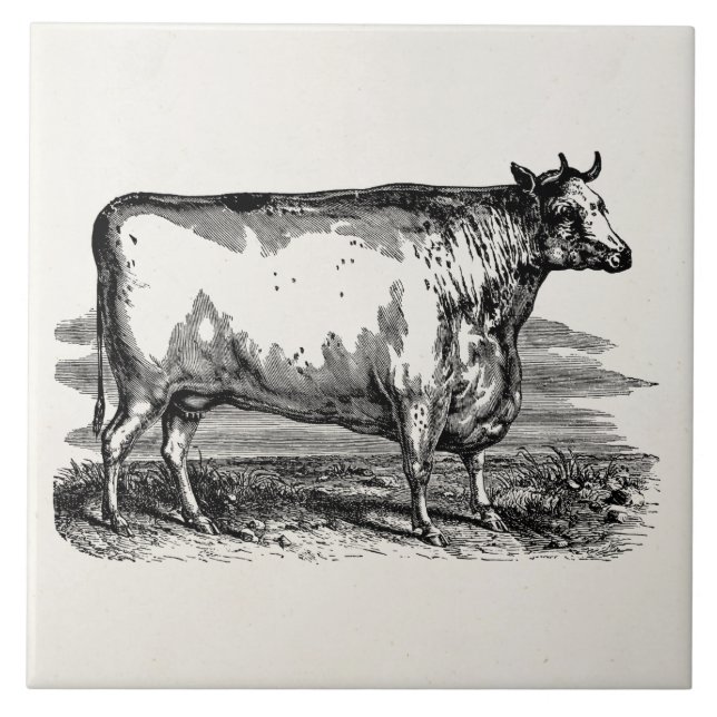 Azulejo De Cerámica Ilustracion personalizado Bull de la vaca de (Frente)