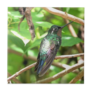 Azulejo De Cerámica Imagen tropical del colibrí
