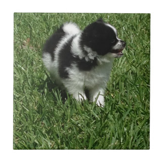 AZULEJO DE CERÁMICA IMG_0545.JPG