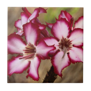 Azulejo De Cerámica Impala Lily (Adenium Multiflorum), Kruger