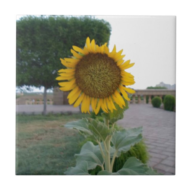 Azulejo De Cerámica Impresión de arte de girasol (Frente)