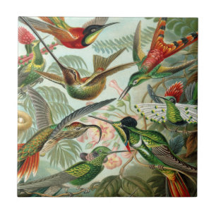 Azulejo De Cerámica Impresión de arte Ernst Haeckel: Trochilidae