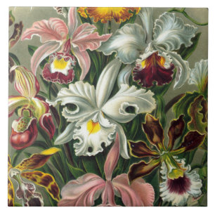 Azulejo De Cerámica Impresión del arte de Ernst Haeckel: Orchidae