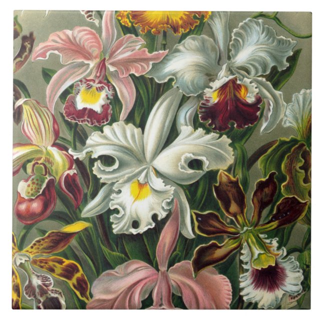 Azulejo De Cerámica Impresión del arte de Ernst Haeckel: Orchidae (Frente)