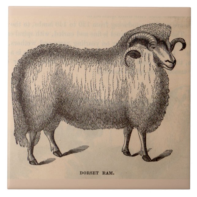 Azulejo De Cerámica Impresión Dorset ram del siglo XIX (Frente)