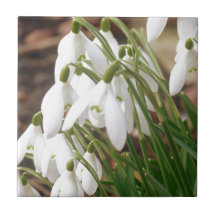 Impresionantes Snowdrop