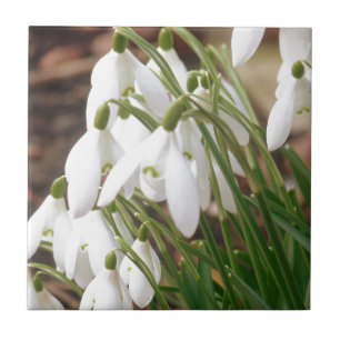 Azulejo De Cerámica Impresionantes Snowdrop